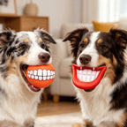 Funny Teeth Squeaky Dog Ball
