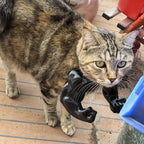 Funny Cat Muscle Arms Toy | Interactive Catnip Cat Toy