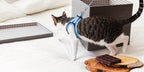 Escape-Proof Cat Harness & Leash Set