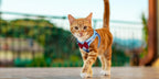 Escape-Proof Cat Harness & Leash Set