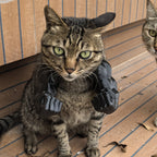 Funny Cat Muscle Arms Toy | Interactive Catnip Cat Toy